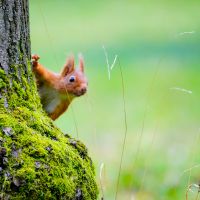 Beheerwerker natuurgebieden