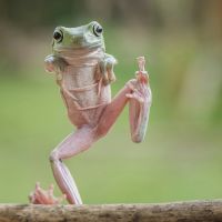 Help de Aarschotse amfibieën de straat over